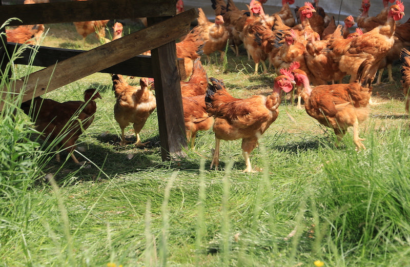 Joyce Farms Poulet Rouge® Heritage Chickens