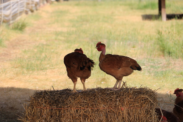 Joyce Farms Poulet Rouge® Heritage Chickens