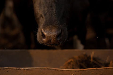 Grass-fed feedlot