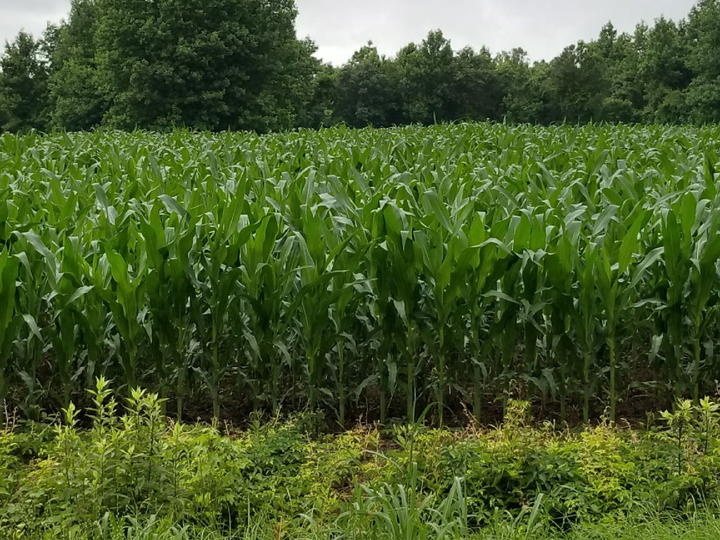 Corn crop growing on regenerative farm, Dark Branch Farm