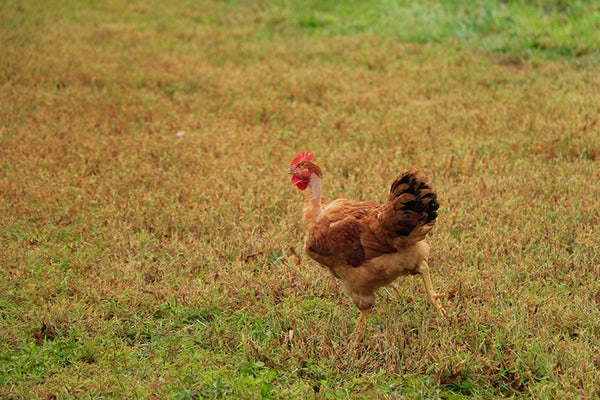 Poulet Rouge Running