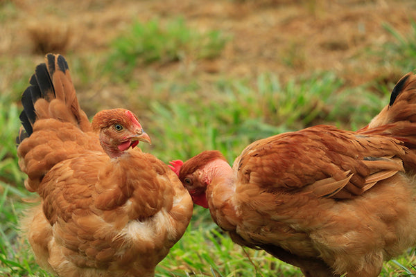 Poulet Rouge in Yard