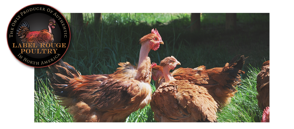 Joyce Farms: Buy All-Natural & Heritage Poultry, Beef and 