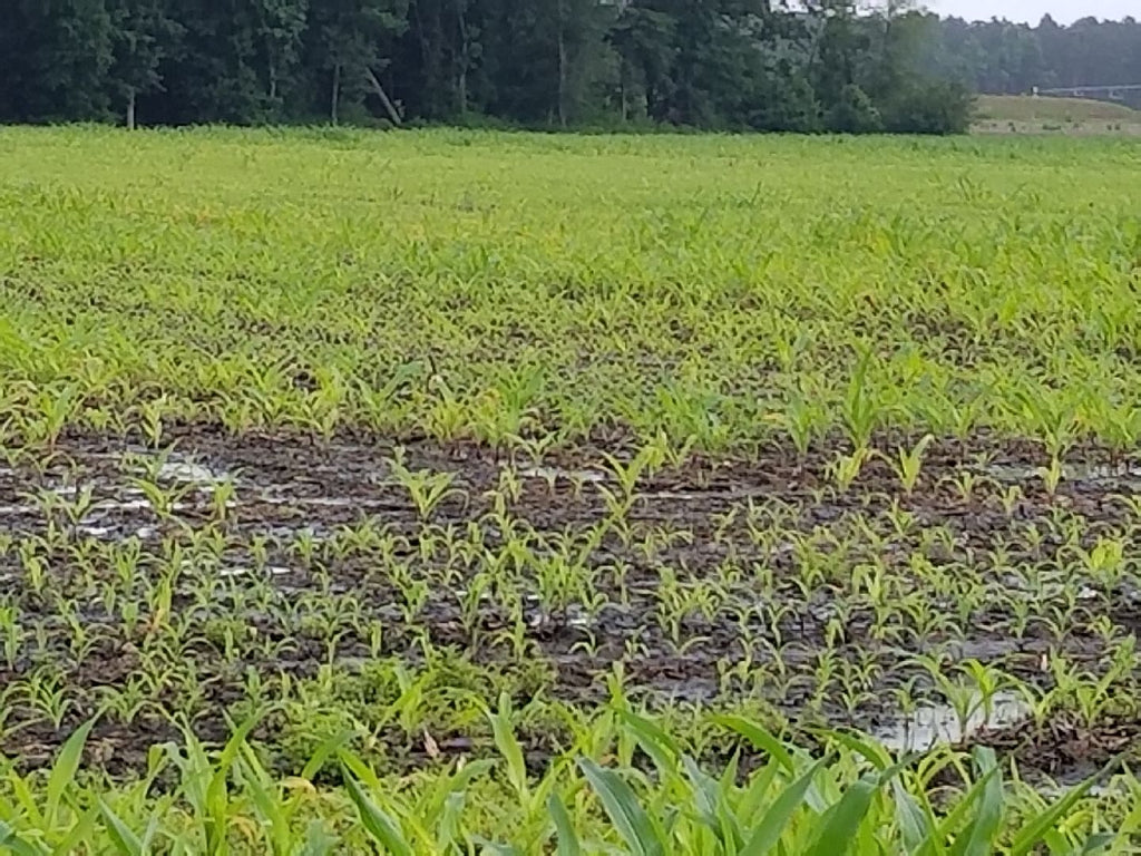Corn crop growing on conventional Farm in Kenansville, NC