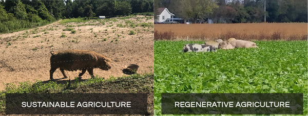 Side by side view - Left is pig on farm using sustainable practices, right is pigs on farm using regenerative practices