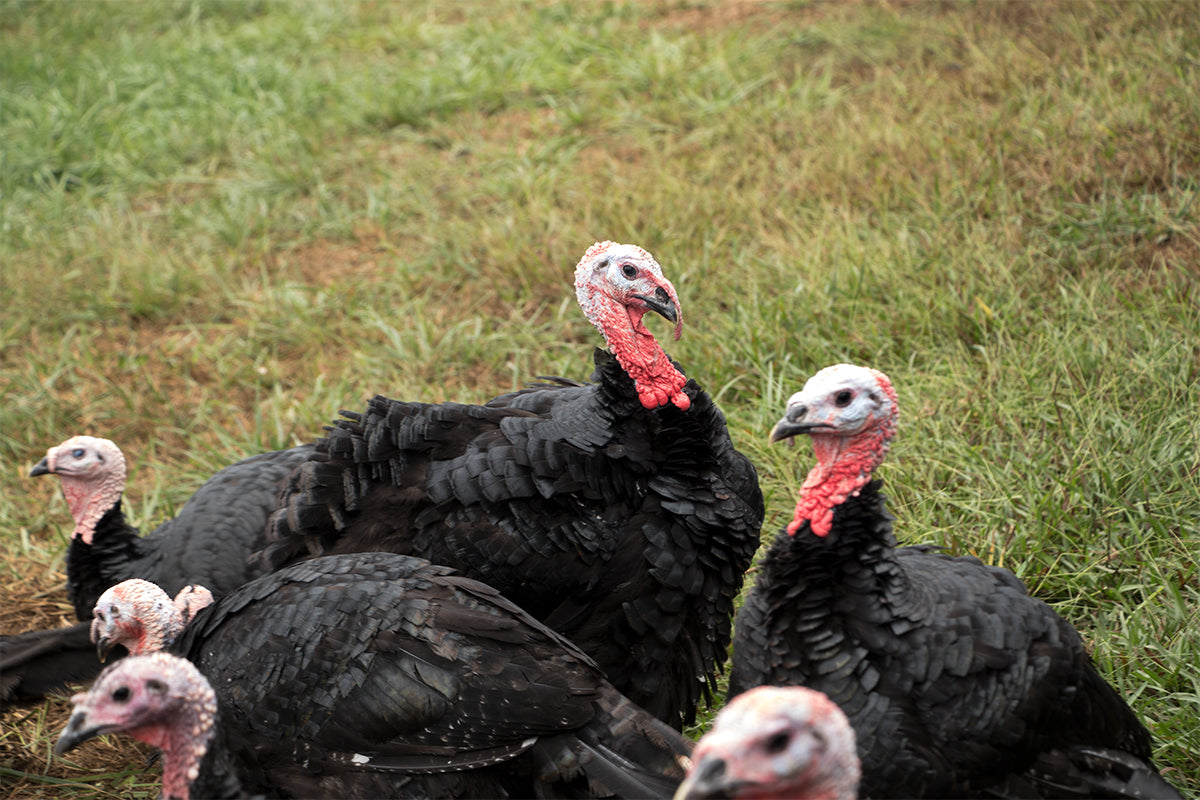 Heritage Black Turkeys on green grass on pasture at the farm
