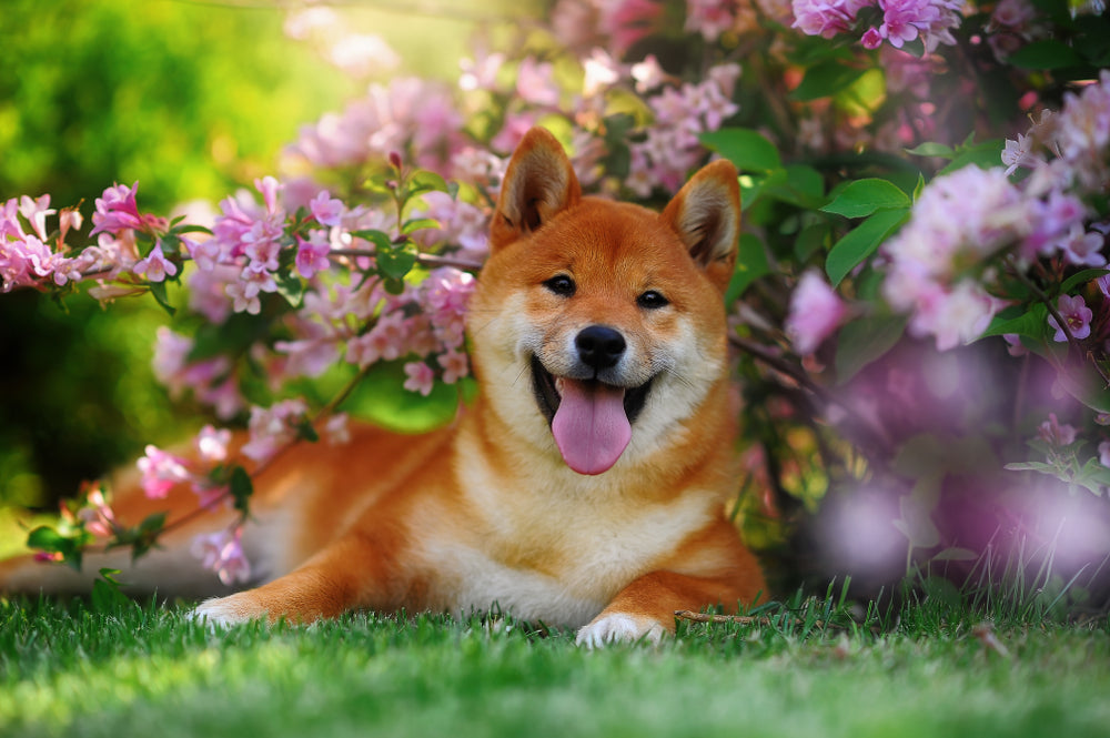 why are shiba inus so popular in japan