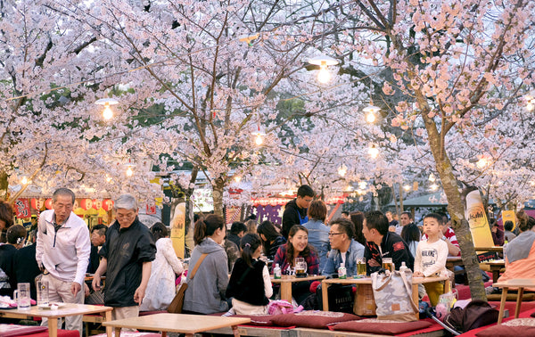 Hanami Cherry Blossom Viewing