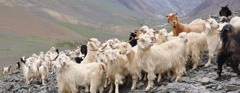 Himalayan Goats