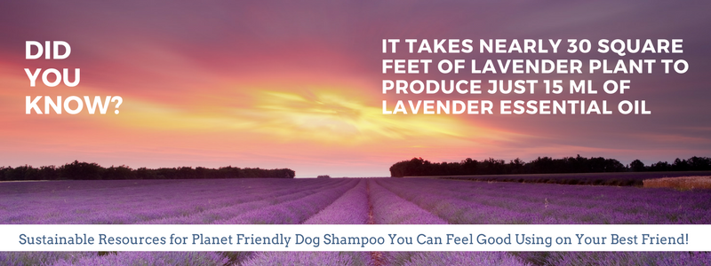 Lavender dog shampoo made with essential oils