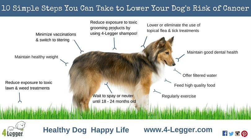 10 Simple Steps You Can Take to Lower Your Dog's Risk of Cancer Like Using Organic Pet Shampoo
