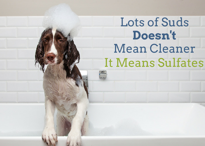 Sudsy Dog Shampoo Poses Health Risks for Your Dog