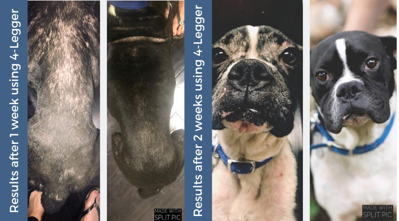 Results from using 4-legger on a dog with mange