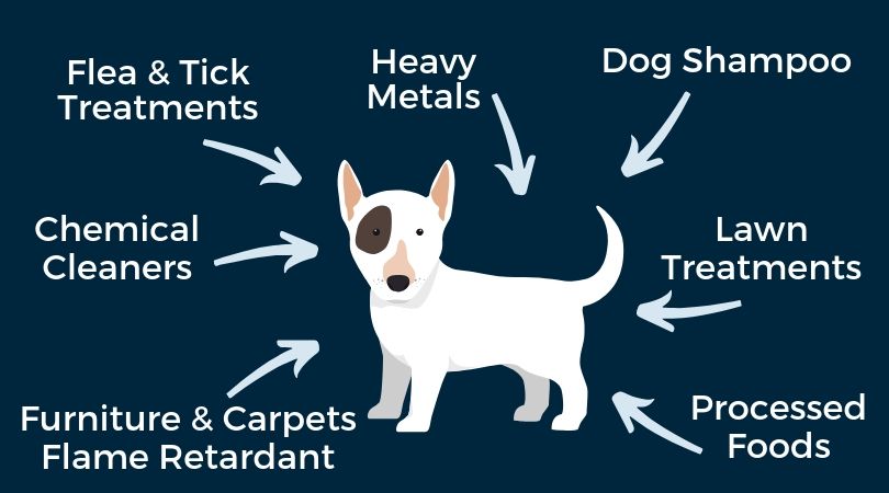 Reducing your dog's exposure to environmental toxins