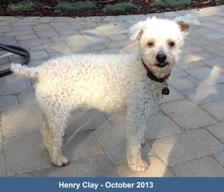 Henry Clay the inspiration behind 4-Legger certified organic dog shampoo