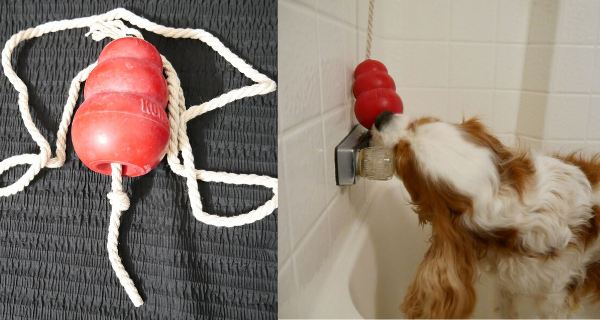 Using a Kong with meat treat in the bath tub