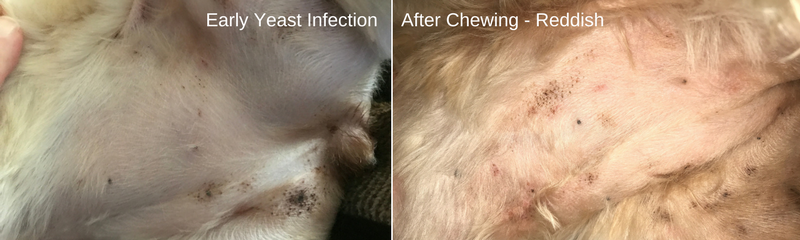 Early stage yeast infection in dog