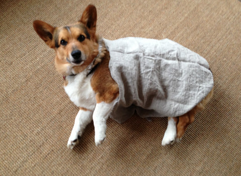 corgie wrapped in linen