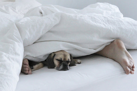 puggle in the sheets