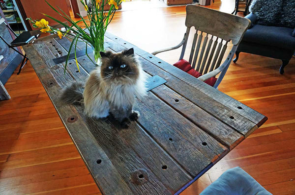 persian cat sitting on table
