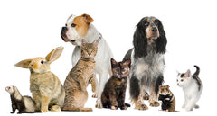 Pets, Dog, Cat, Rabbit, Hamster, Ferret