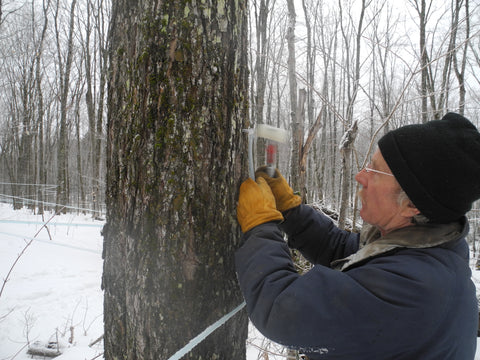 Tapping a tree