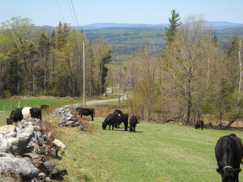 Cows in the pasture