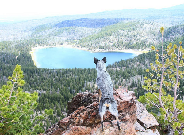 are dogs allowed in state parks in oregon