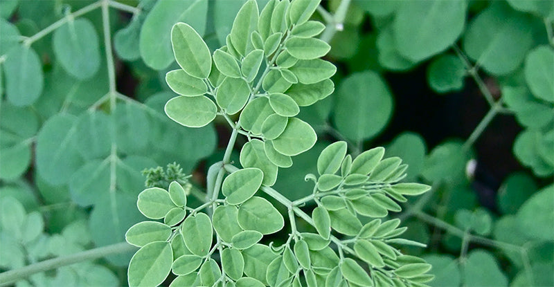 Moringa Oil Leaves