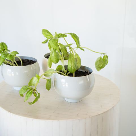 Step 8: How To Propagate Your Own Plants