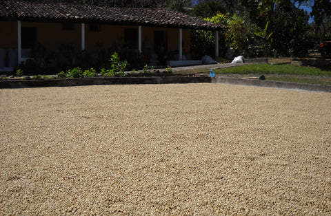 Guatemala – Finca Las Nubes