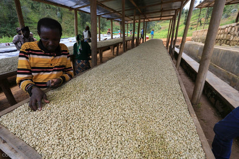 قهوة رواندا - موتوفو