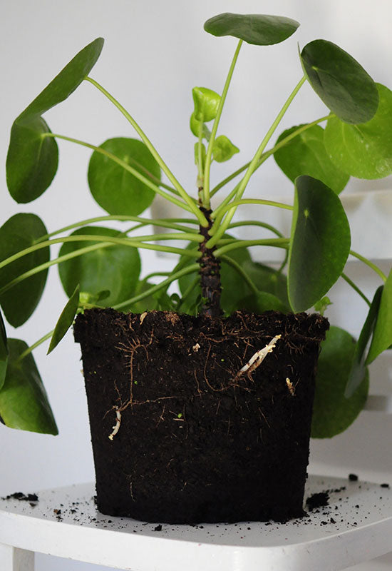 Pilea Plant