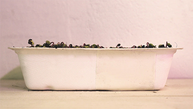 Microgreen container