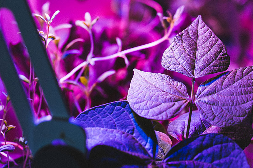 Bulbo LED lights for indoor gardening