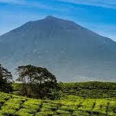 Sumatra Kerinci Wet Hulled