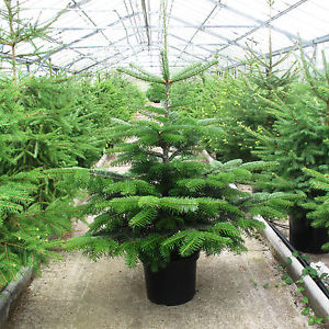 Christmas trees grown in greenhouses