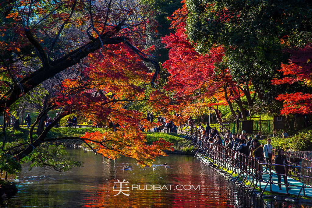 TREE-OVER-WATER