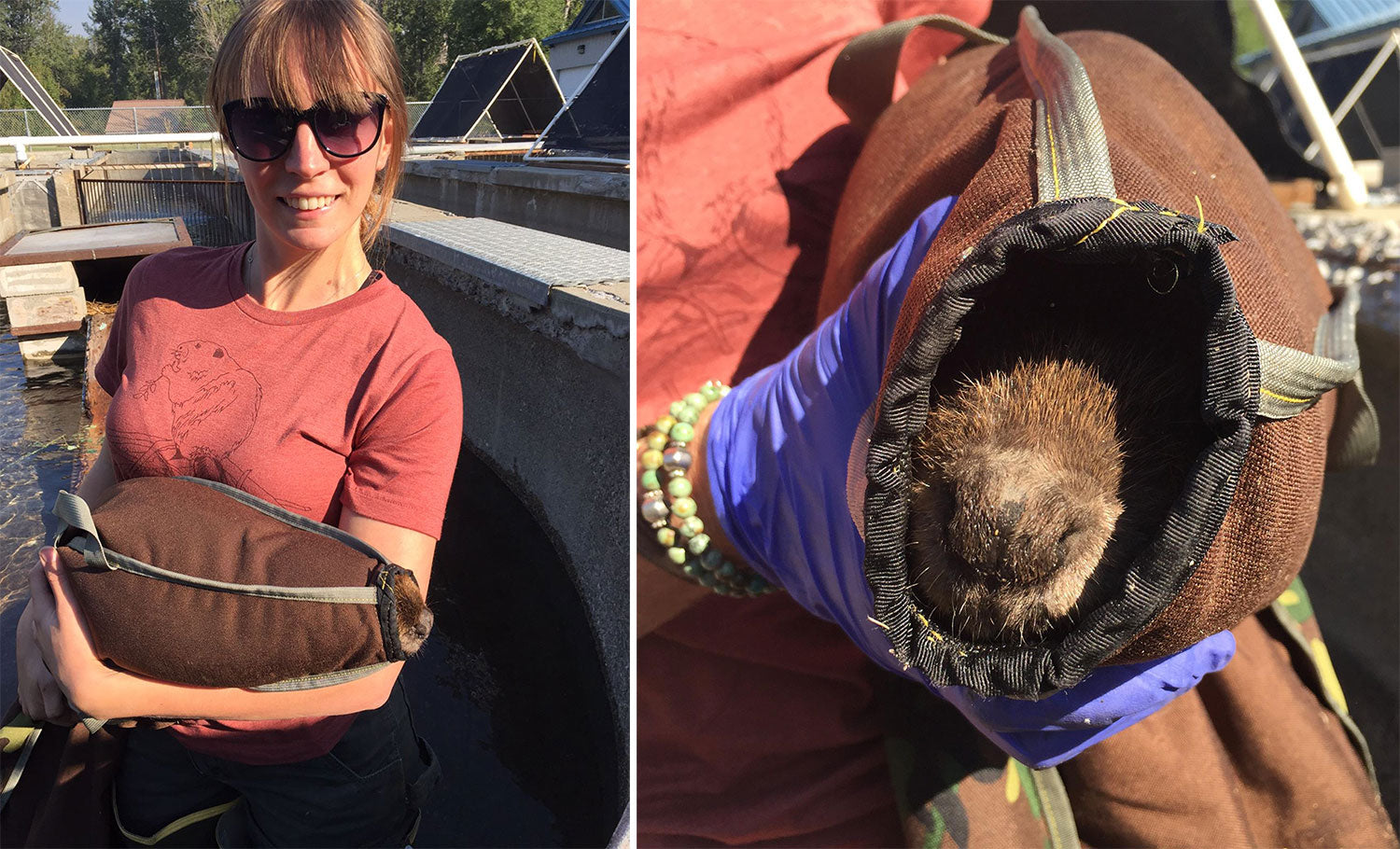 A beaver in a Beaver Bag.