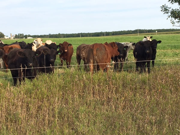 BlossomPure Local Grass-Fed Beef