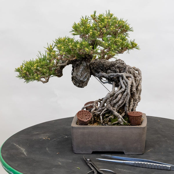 Top Can You Bring A Bonsai Tree Back To Life in the world Check it out now 