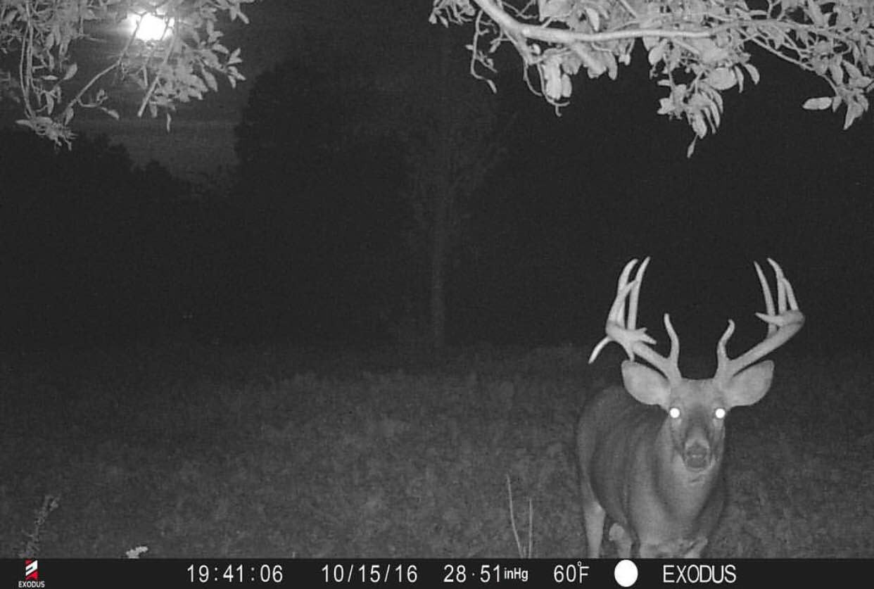 droptine trail camera