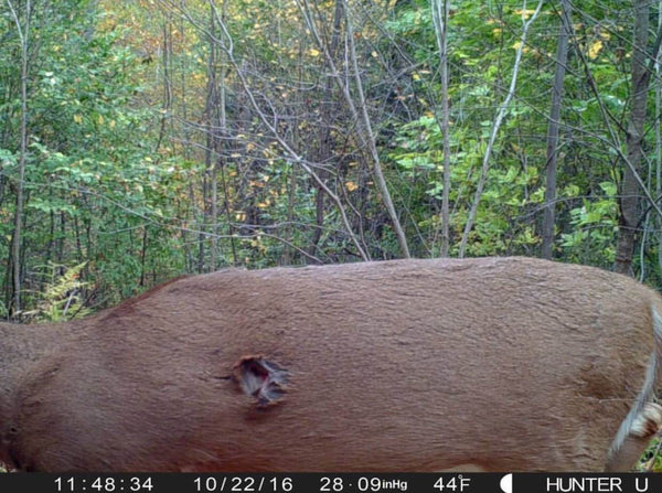 wounded-deer-on-trail-camera