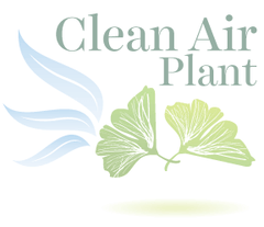 Sweetpea's - Clean Air Plants
