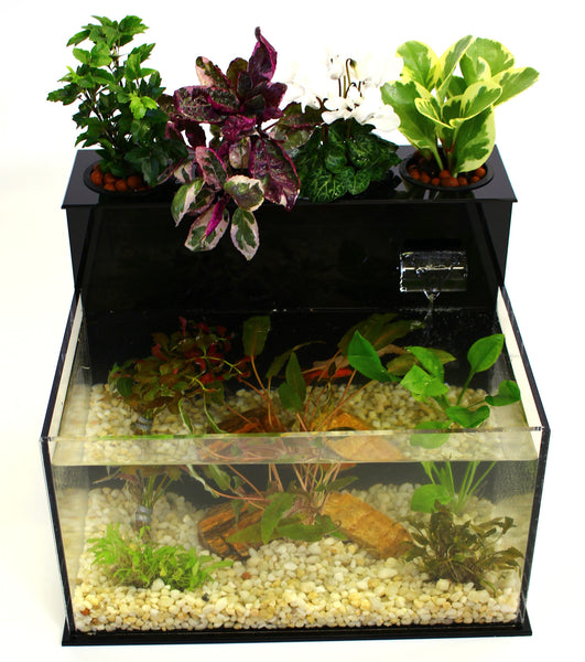Fin to Flower Tabletop Aquaponic Aquarium System B – Fin ...