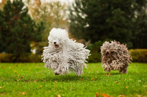 Puli Dogs