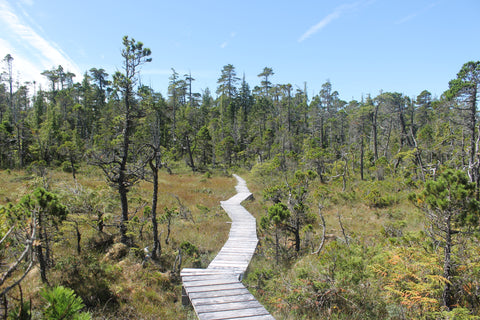North Coast Trail overland bog boardwalk