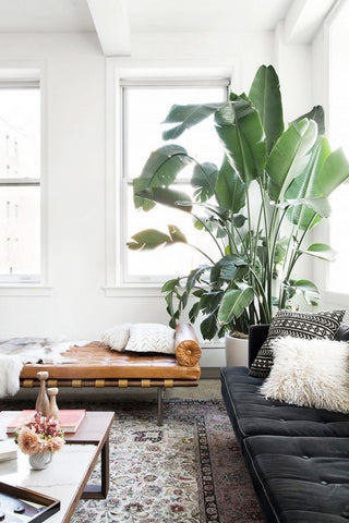 Corner of an interior with a brown leather day bed, black sofa and a big potted plant
