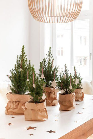 Tiny spruce tops in small pots in brown bags
