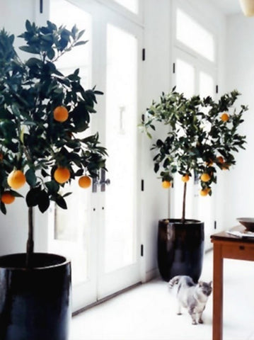 Topiary tree pot plants add life to your room